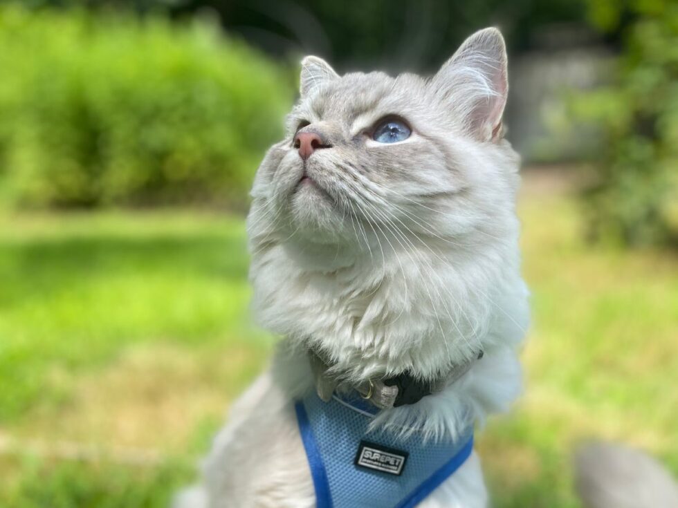 About Prospect Veterinary Hospital Vet In Prospect, CT 06712