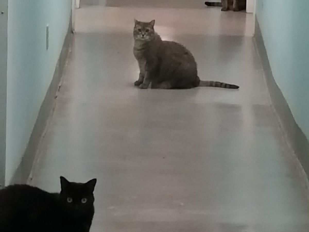 a group of cats sitting on a hallway