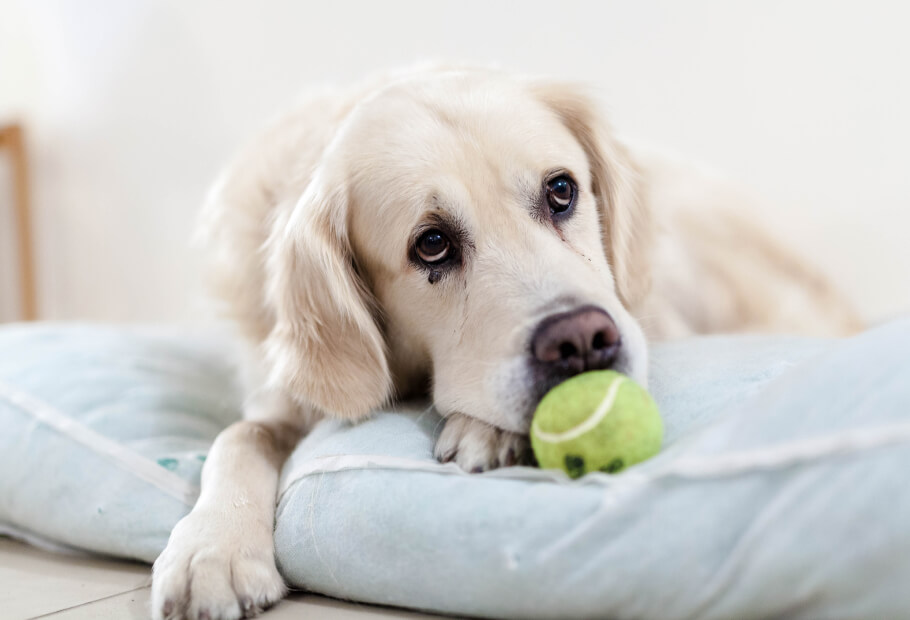 a dog lying on a pillow with a tennis ball in its mouth