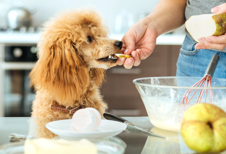 a person feeding a dog