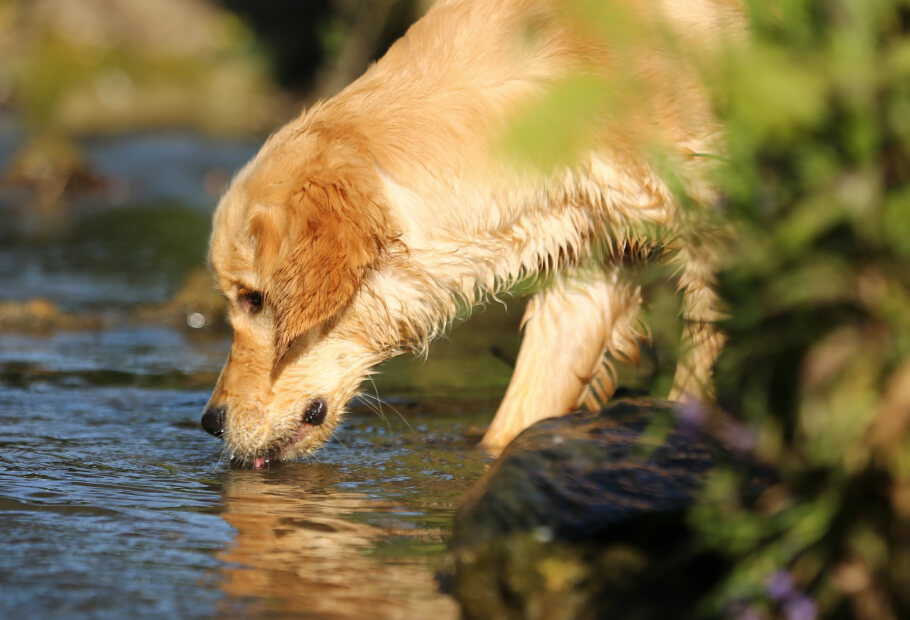 a dog drinking water from a stream