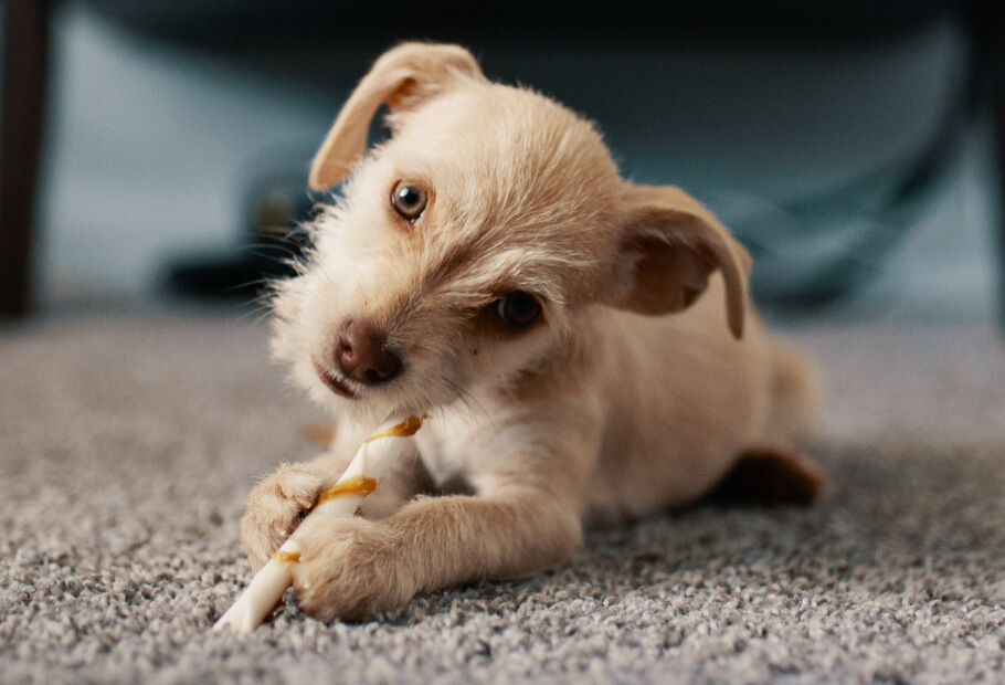 a dog chewing on a bone