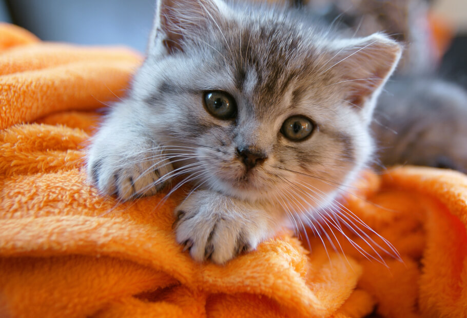 a kitten lying on a blanket