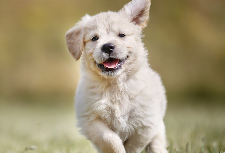 a white puppy running in grass