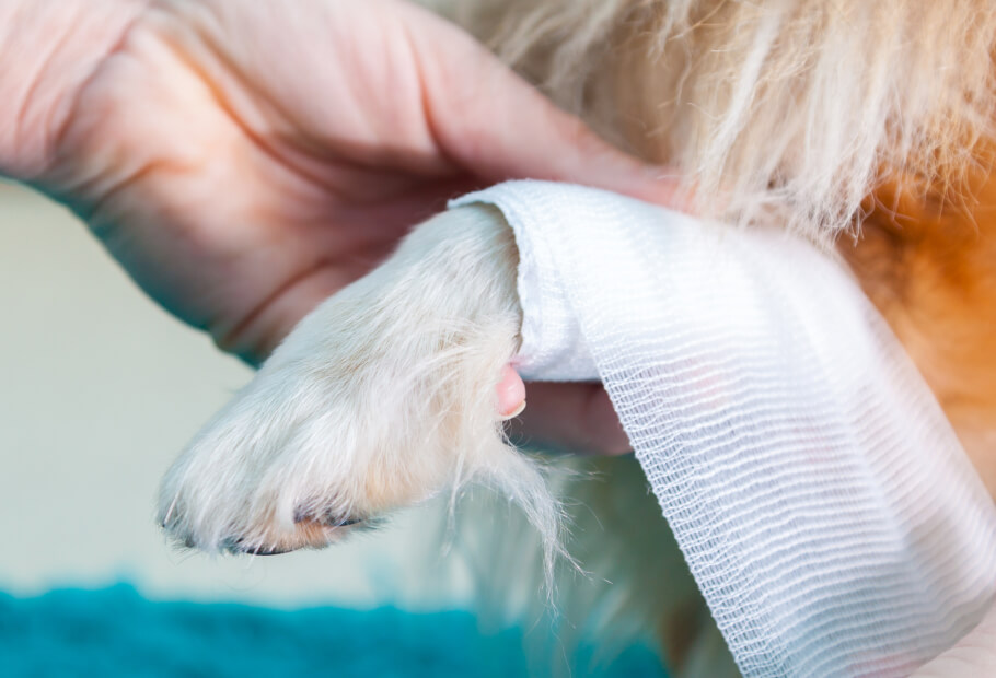 a hand holding a bandaged paw