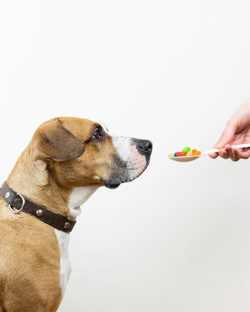 a dog looking at a spoon with candy
