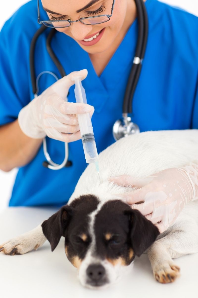 a veterinarian giving a dog a injection