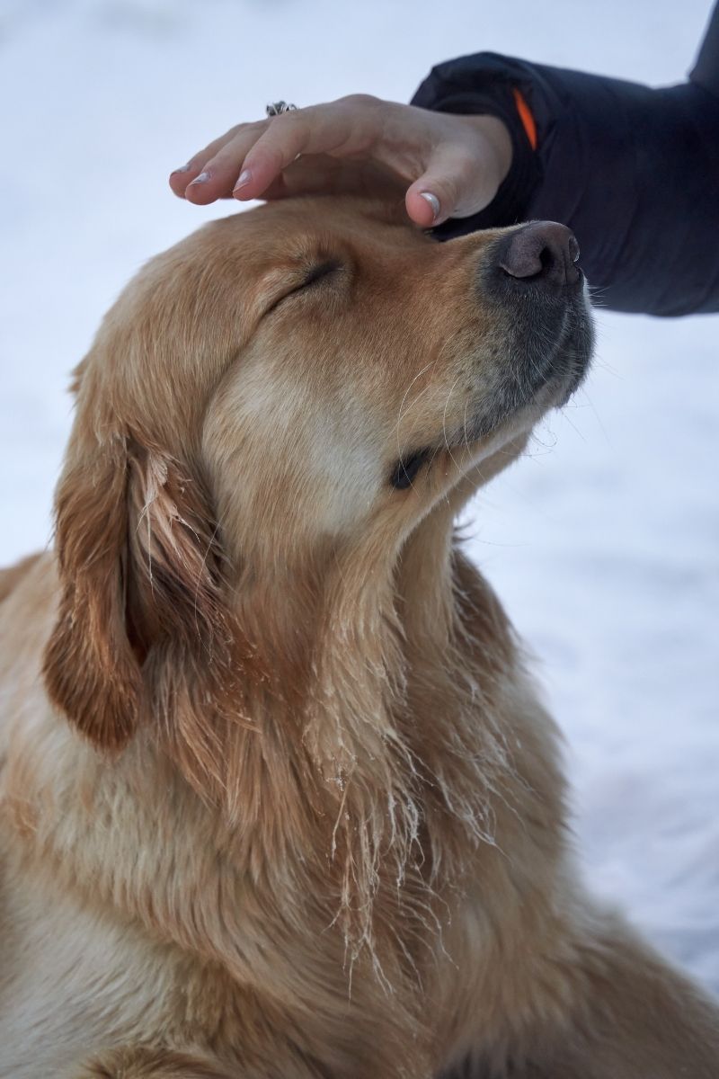 a person petting a dog