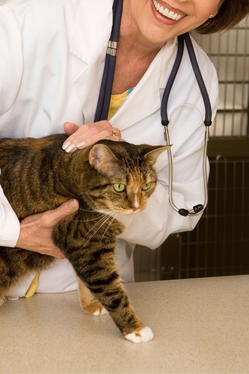 a veterinarian examining a cat