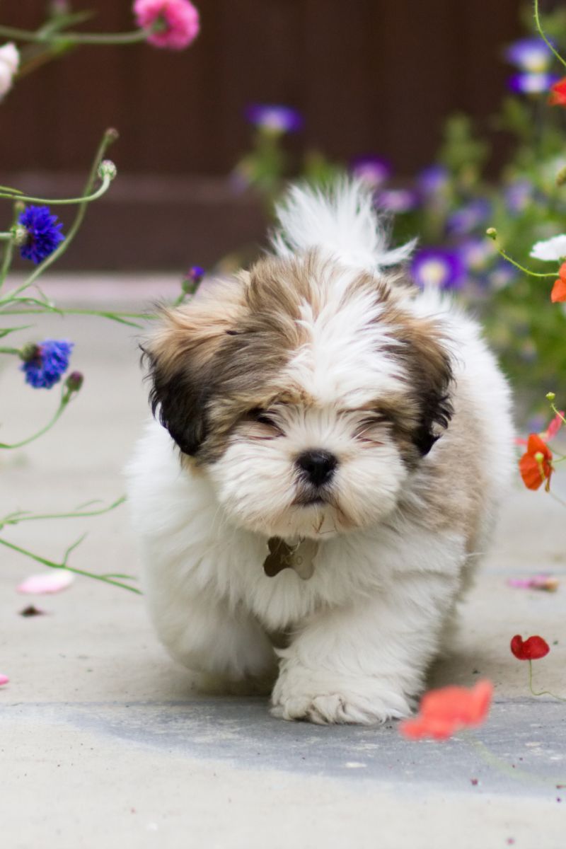 a small white and brown puppy walking on a sidewalk with flowers