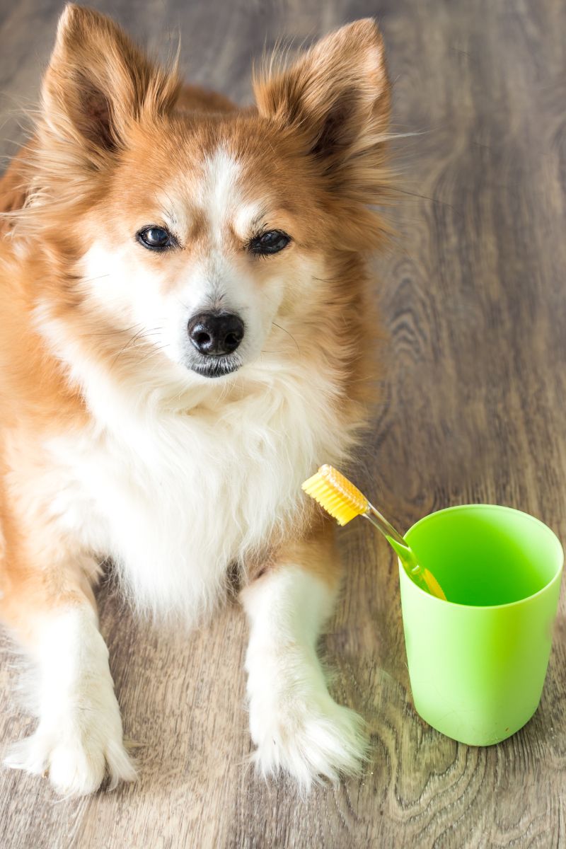 a dog with a toothbrush in front of a cup