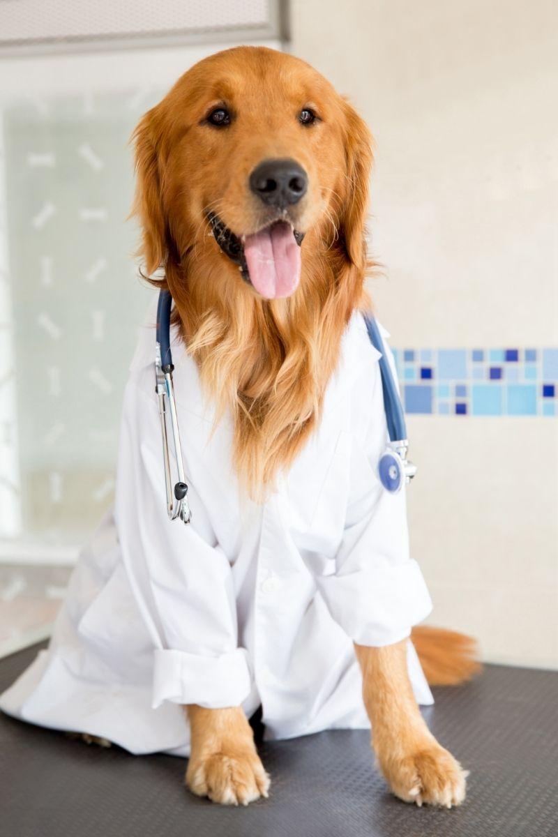 a dog wearing a stethoscope
