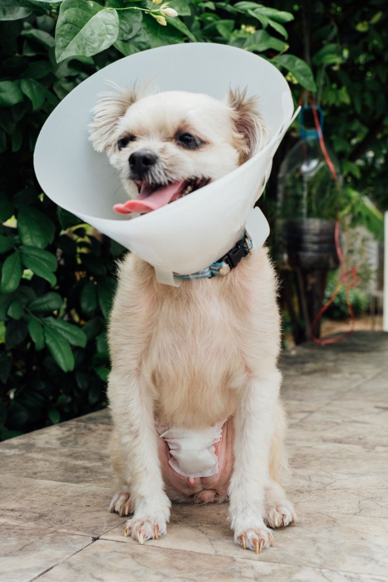 a dog wearing a plastic cone around its neck